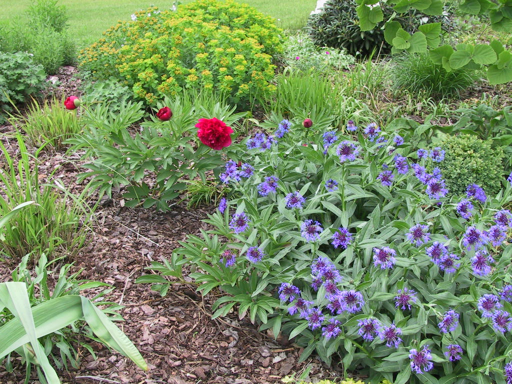 Centaurea montana Grandiflora+Paeonia rot.jpg